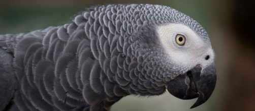 Rocky the African Grey parrot foiled a robbery after pecking the burglar on his hand [Image: Pixabay/CC0]