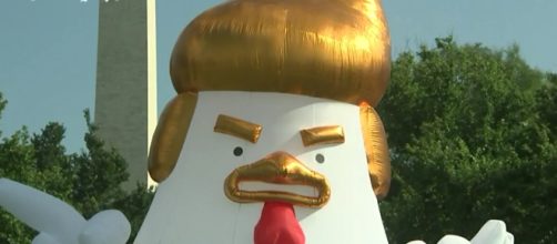 Trump-like inflatable chicken takes over the Whitehouse - The Telegraph Youtube Channel