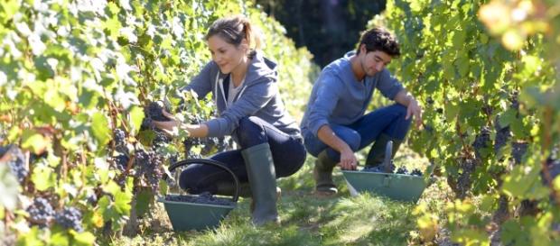 Occupazione giovanile in agricoltura in Italia - Non sprecare - nonsprecare.it Occupazione giovanile in agricoltura in Italia - Non sprecare - nonsprecare.it