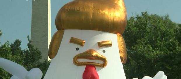 Trump-like inflatable chicken takes over the Whitehouse - The Telegraph Youtube Channel Trump-like inflatable chicken takes over the Whitehouse - The Telegraph Youtube Channel