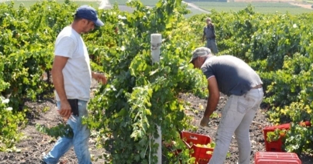 Vendemmia 2017 In Sicilia Viaggio Tra Le Vigne Milazzo A Campobello Di