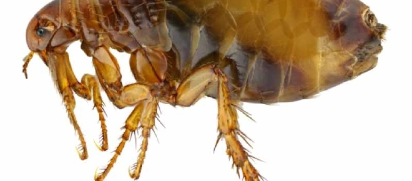 Peste nera: ritorno al medioevo Pulce nera