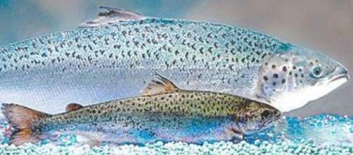 Canada approva la vendita di salmone geneticamente modificato - pesceinrete.com