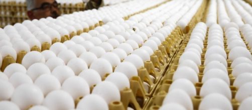 Allarme in Europa per le uova contaminate