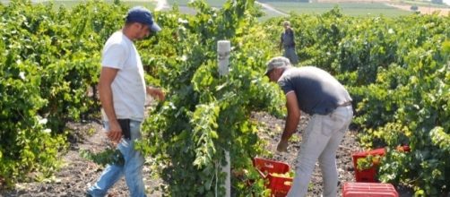 Vendemmia 2017 nell'Azienda Agricola G.Milazzo di Campobello di Licata, in Sicilia, provincia Agrigento