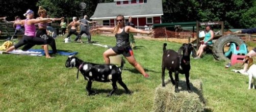 Yoga with goats is the latest craze in fitness classes [Image: YouTube/cleveland.com]