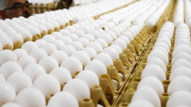 Allarme in Europa per le uova contaminate