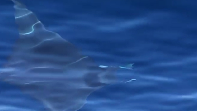 Uno spettacolo, ripreso dai pescatori.