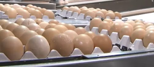 Attenzioni puntate sulle uova anche in Italia