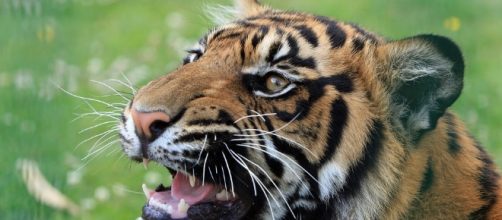 Free photo: Tiger, Tiger Head, Animal, Feline - Free Image on ... - pixabay.com
