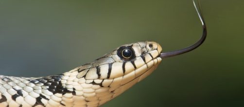 Snake - Free images on Pixabay - pixabay.com