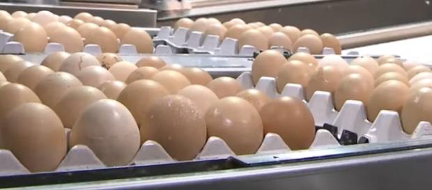 Attenzioni puntate sulle uova anche in Italia Attenzioni puntate sulle uova anche in Italia