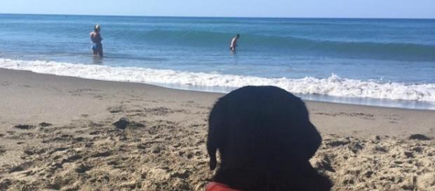 Era di vedetta in spiaggia a controllare i bagnanti il labrador Lux quando a Palinuro ha salvato dalle onde una bimba di 8 anni. Foto: Facebook. Era di vedetta in spiaggia a controllare i bagnanti il labrador Lux quando a Palinuro ha salvato dalle onde una bimba di 8 anni. Foto: Facebook.