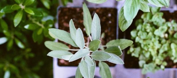 Here are seven ways plants can be used to better our environments and overall health - Image via pixabay.com Here are seven ways plants can be used to better our environments and overall health - Image via pixabay.com