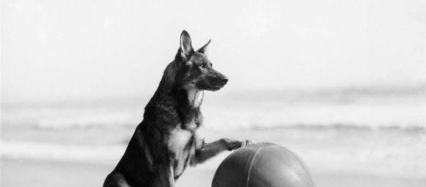 Rin Tin Tin tornou-se o cão mais famoso do cinema Rin Tin Tin tornou-se o cão mais famoso do cinema