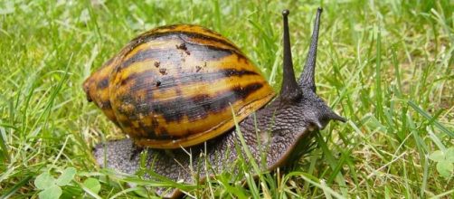 Snails as skin treatment / Photo via Schneckenmama, Wikimedia Commons