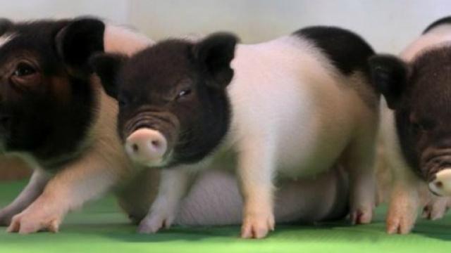 Ecco i maiali con dna modificato, per trapiantarne gli organi ... - wired.it