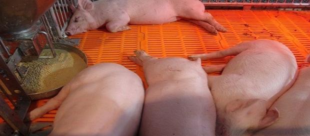 Pigs are now seen as source of organs that can be transplanted into a human / Photo via This user loves Krittaya , Wikimedia Commons Pigs are now seen as source of organs that can be transplanted into a human / Photo via This user loves Krittaya , Wikimedia Commons