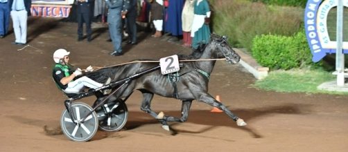 Timone Ek, con il driver Enrico Bellei, vince il Gran Premio Città di Montecatini 2017 (Foto Rosellini - Trenno (C) free)