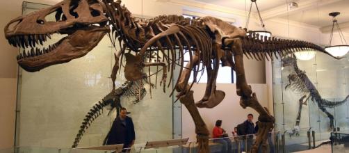 T.Rex Fossil | J.M. Luijt | Wikimedia