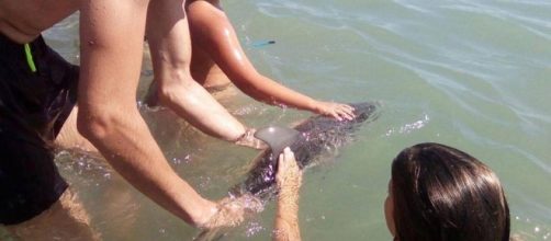 Baby delfino ucciso per le troppe attenzioni dei bagnanti