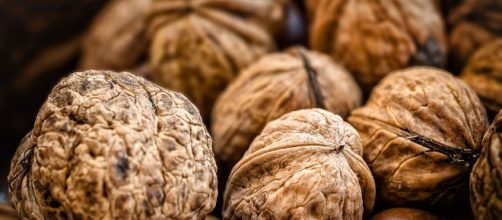 Freshly collected Walnuts of various sizes. [image via Adamjasonmoore, Wikimedia Commons]