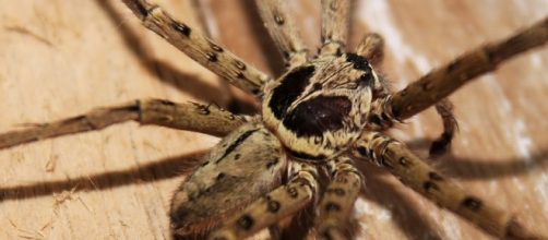 L'Aracnofobia, la paura irrazionale dei ragni è una delle più comuni fobie