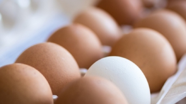 Uova contaminate da Fipronil, scatta l'allarme anche in Italia