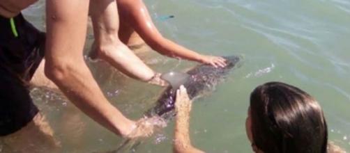 When a baby dolphin got close to the beach, people touched it and took selfies, leading to its death [Image: YouTube/Top News]