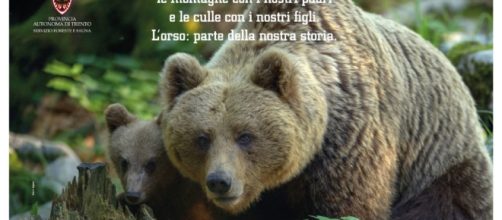 L'uccisione dell'orsa KJ2 ed lo sconvolgente piano della Regione Trentino