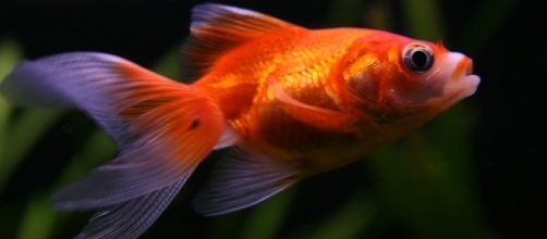 Scientist unlock secrets of how goldfish produce alcohol underwater / Photo via Annie Roi, Flickr