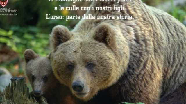 L'uccisione dell'orsa KJ2 ed lo sconvolgente piano della Regione Trentino