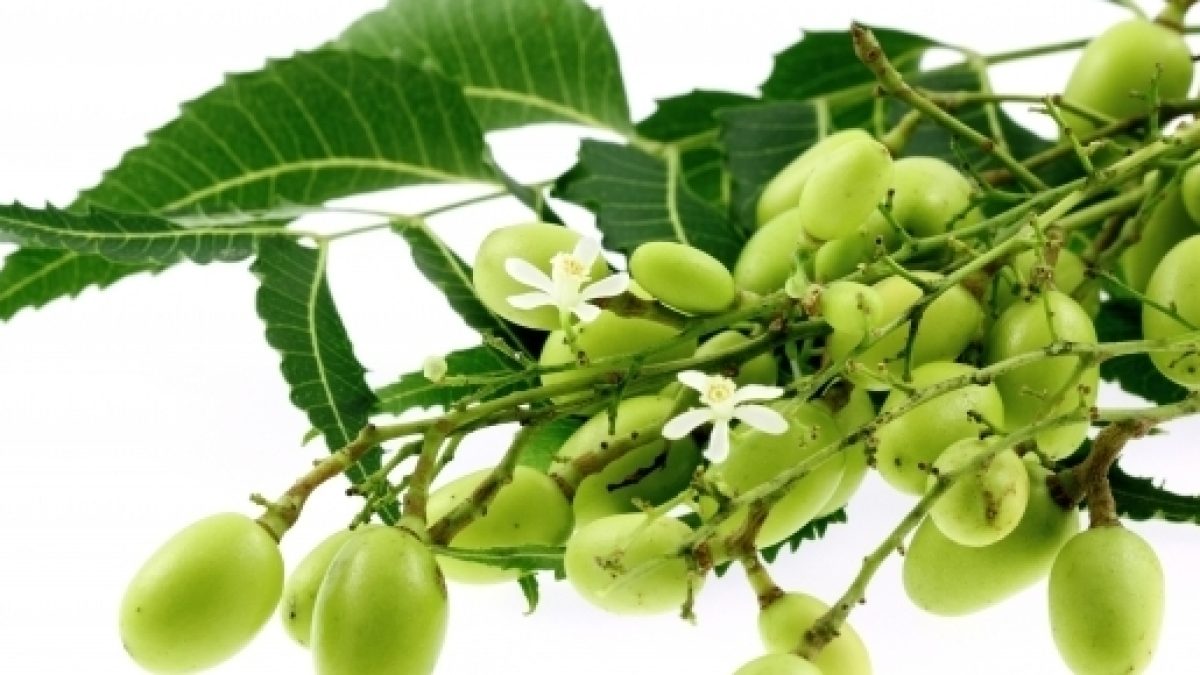 L'huile de neem : Une substance aux mille vertus, très prisée à