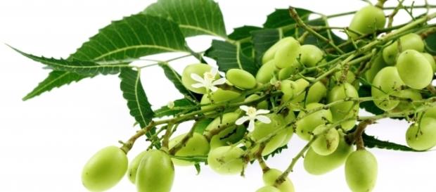 Le moringa oleifera: arbre magique Le moringa oleifera: arbre magique