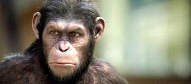 Photo of the leader of the apes Caesar by Ares Ryo via Flickr. Photo of the leader of the apes Caesar by Ares Ryo via Flickr.