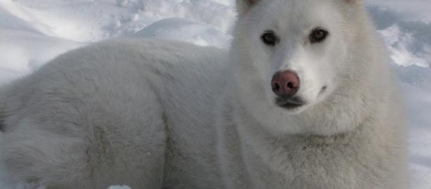 White Siberian Husky- (Wikimedia Commons/Saweiss) White Siberian Husky- (Wikimedia Commons/Saweiss)