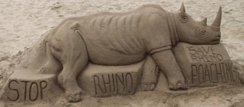 Rhinos have suffered mass poaching in South Africa | https://c1.staticflickr.com/3/2907/14033457438_57c1728144_b.jpg