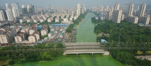 Cyanobacteria as it blooms at the Salvage Bridge. (xzhhoke/Pixabay)