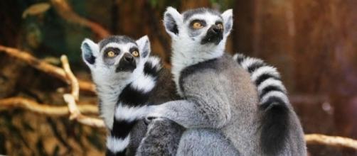 Ring-tailed lemurs are found in Madagascar [Image: Pixabay]