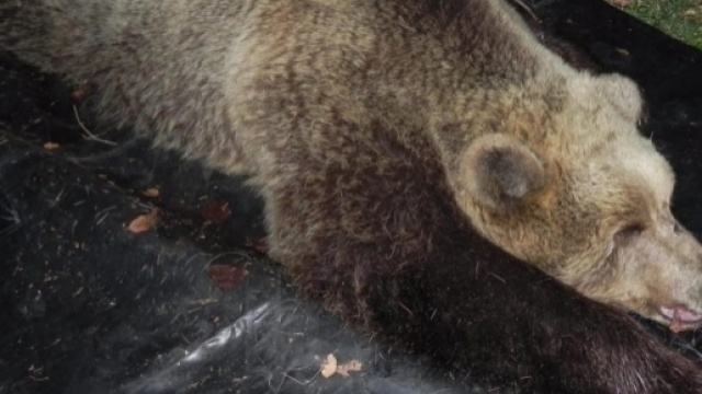 Trentino: uccisa l'orsa Kj2 dopo aver aggredito un uomo.
