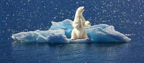 polar-bear running out of ice pixabay CC0