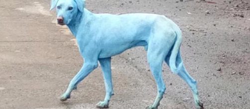 Il mistero dei cani blu a Mumbai. Fonte : Il Post