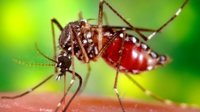 Zika Virus arrivato in Italia?