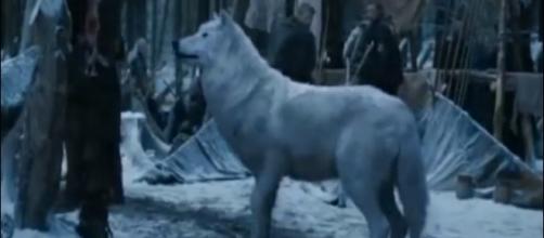 Game Of Thrones Where Is Ghost