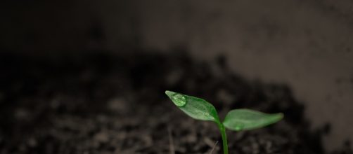 Free photo: Green, Grow, Grow Up, Plant, Rain - Free Image on ... - pixabay.com