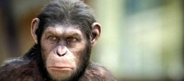 'Planet of the Apes: Last Frontier' video game announced / Photo via Ares Ryo, Flickr 'Planet of the Apes: Last Frontier' video game announced / Photo via Ares Ryo, Flickr