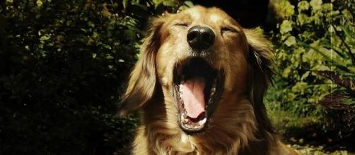 Dog yawning one of those contagious yawns. / Phot via Flikr Creative Commons