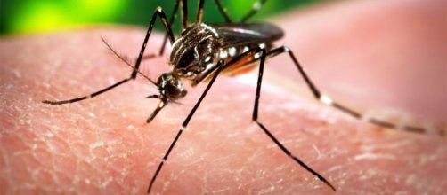 Caso di virus Zika a Bologna: scattano le misure preventive