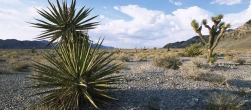 Mojave yucca to one side with desert behind (Credit – Ryan Hagerty – wikimediacommons)