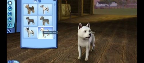 Pets in “The Sims 4” can be dressed and accessorized | Rhaenyse/YouTube